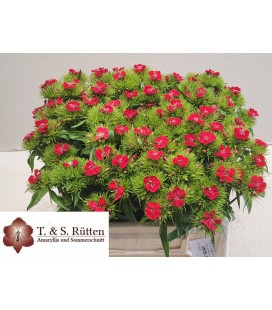 Oeillet de poete Will Scarlet 40 cm