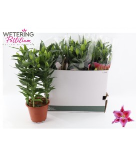 Lys After Eight pot de 19 cm