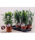 Lys Oxygen pot 17