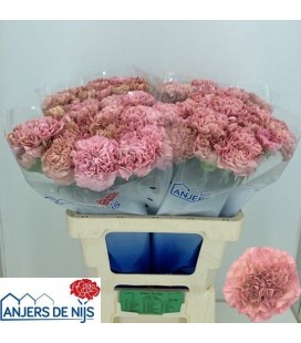 Oeillet Lege Pink x 20