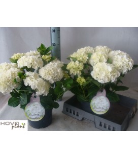 Hortensia Wudu Ø 23