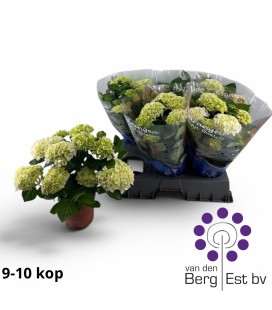 Hortensia Ice Ø 14