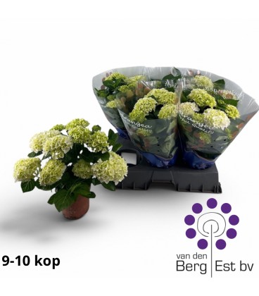 Hortensia Ice Ø 14