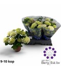 Hortensia Ice Ø 14