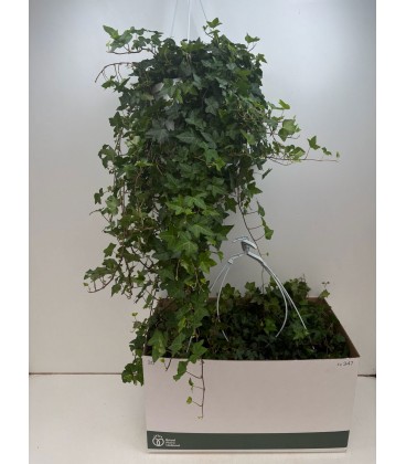 Lierre pot de 24 long 90 cm