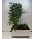 Lierre pot de 24 long 90 cm
