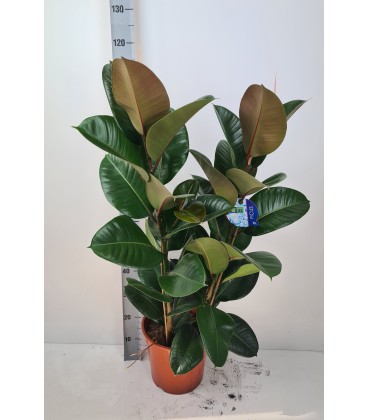 Ficus Robusta Ø27 h 120/135