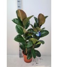 Ficus Robusta Ø27 h 120/135
