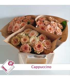 Rose Cappucino 40 cm