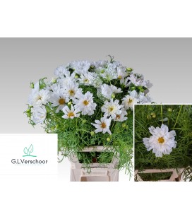 Cosmos Bipinnatus 70 cm 