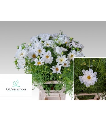 Cosmos Bipinnatus 60 cm extra