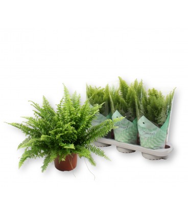 Nephrolepis Boston Pot de 17