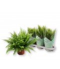 Nephrolepis Boston Pot de 17