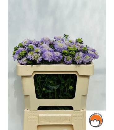 Scabieuse Lavande scoop 60 cm