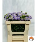 Scabieuse Lavande scoop 60 cm