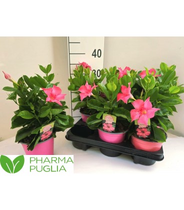 Dipladenia Rio Pink pot de 14