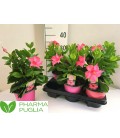 Dipladenia Rio Pink pot de 14