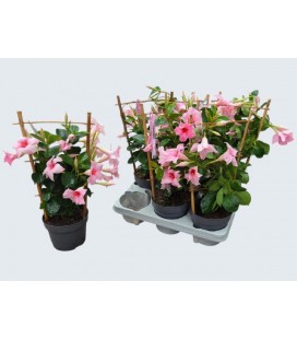 Dipladenia pink Ø 13