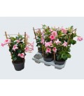 Dipladenia pink Ø 13