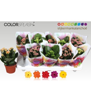 Kalanchoe pot de 10.50