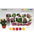 Kalanchoe pot de 10.50