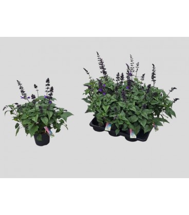 Sauge blueberry Ø 17 h 60
