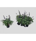 Sauge blueberry Ø 17 h 60