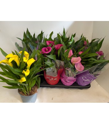 Calla mix Ø 14 h 40