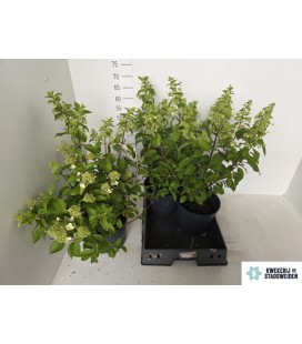Hortensia paniculata Ø 23 h 70