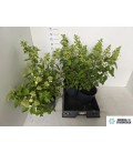 Hortensia paniculata Ø 23 h 70
