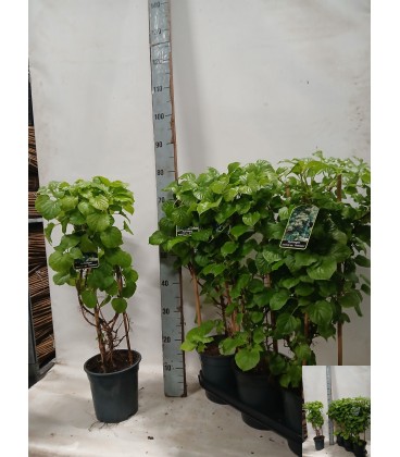 Hortensia Petiolaris Ø 19 h 75
