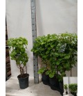 Hortensia Petiolaris Ø 19 h 75