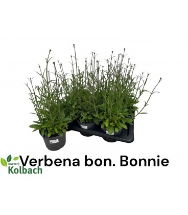 Verveine Bonariensis pot 17