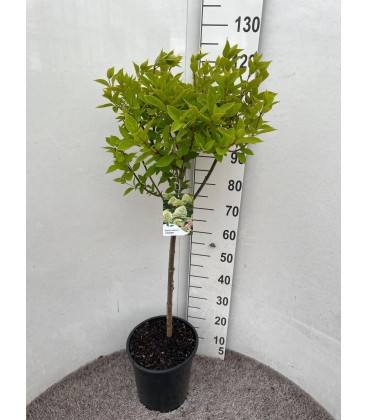 Hortensia Paniculata pot 28 h 120