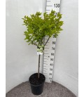 Hortensia Paniculata pot 28 h 120