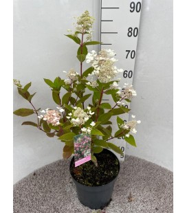 Hortensia Paniculata pot de 26 h 80