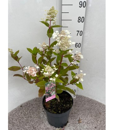 Hortensia Paniculata pot de 26 h 80
