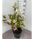 Hortensia Paniculata pot de 26 h 80