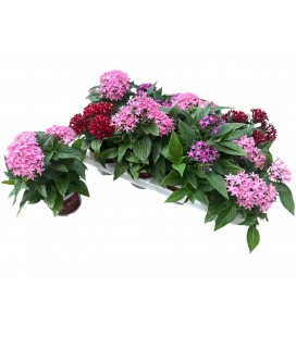 Pentas Graffi Mix pot de 13