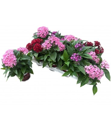 Pentas Graffi Mix pot de 12