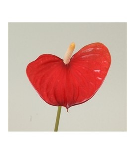 Anthurium Red love x 10