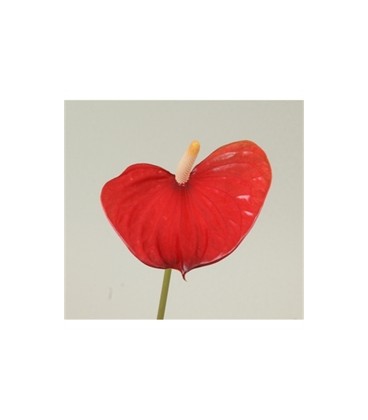 Anthurium Red love x 10
