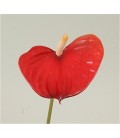 Anthurium Red love x 10