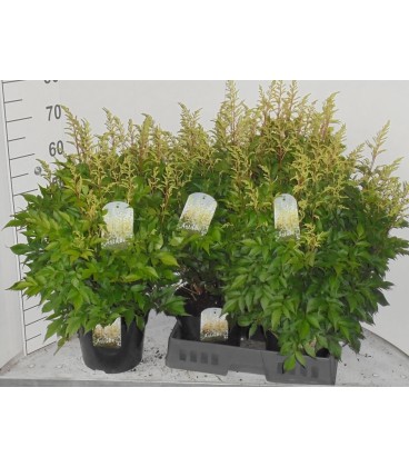 Astilbe Whashington Ø23 h 70