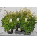 Astilbe Whashington Ø23 h 70