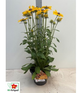 Rudbeckia sunbeck pot 26 h 80