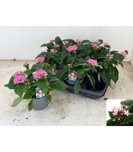 Pentas Ø13 Rose