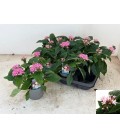 Pentas Ø13