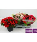Begonia Betulia Pot de 19