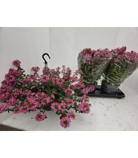 Scaevola blue Ø 10.5